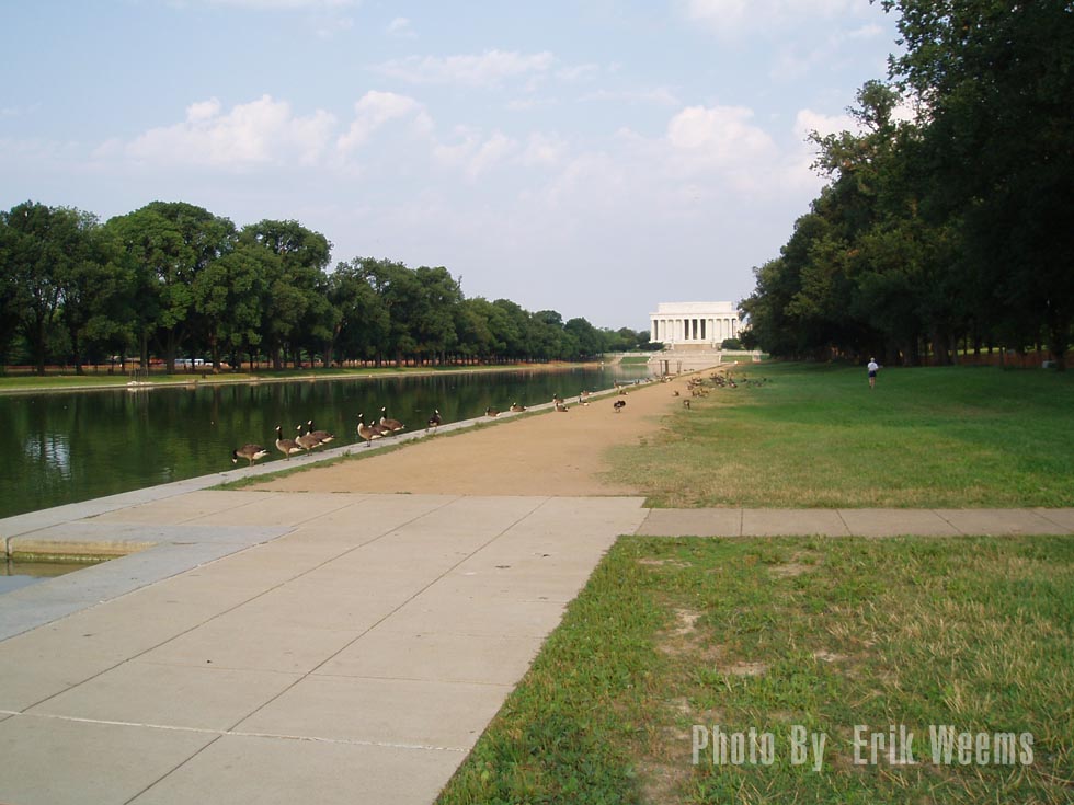 Ducks at the Lincoln Memorial - Washington DC