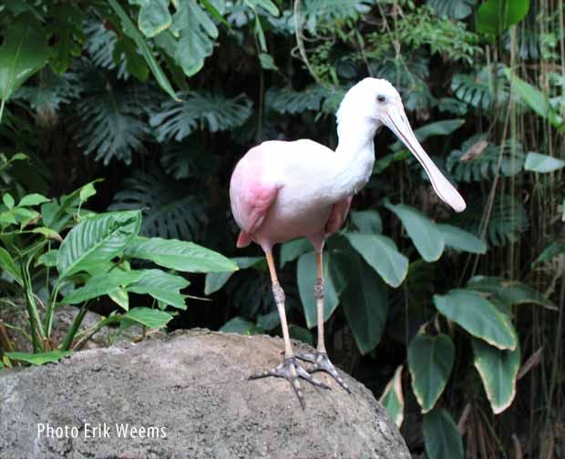 amazonia BIrd