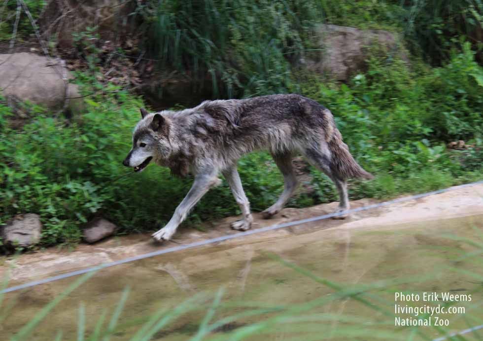 Wild Wolf National Zoo - Washington DC