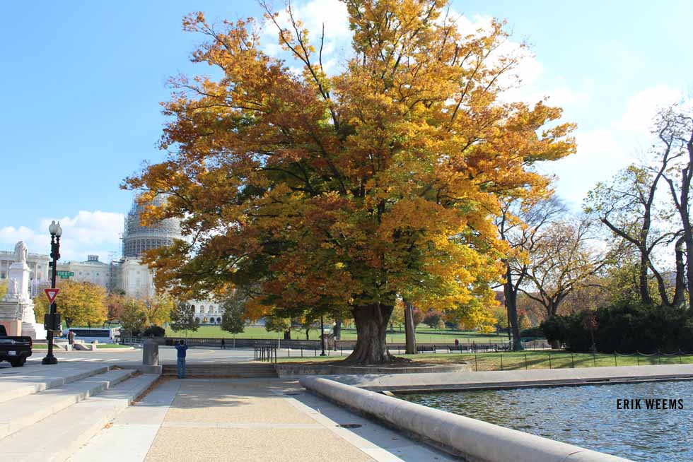Autumn Tree Capitol Hill Washington DC
