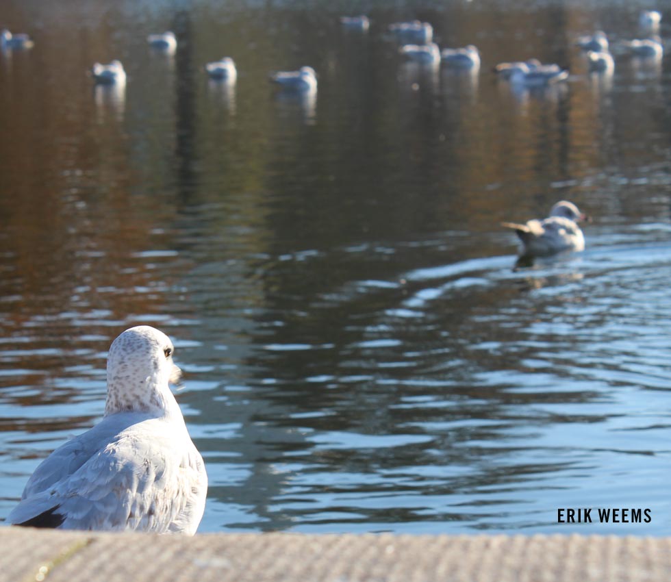 Gull Reflecting Pool