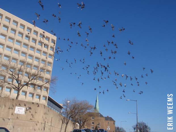 Birds over DC Winter