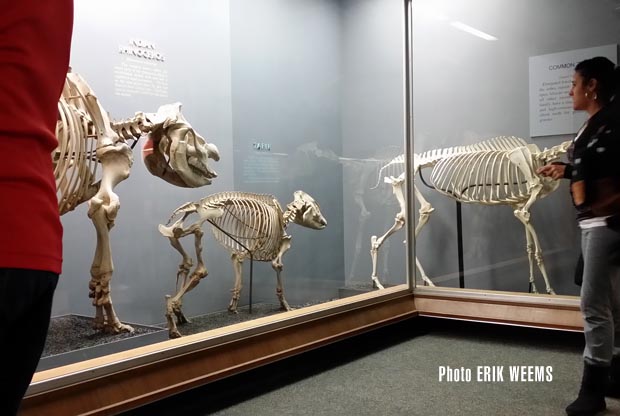 Natural History Museum skeleton display