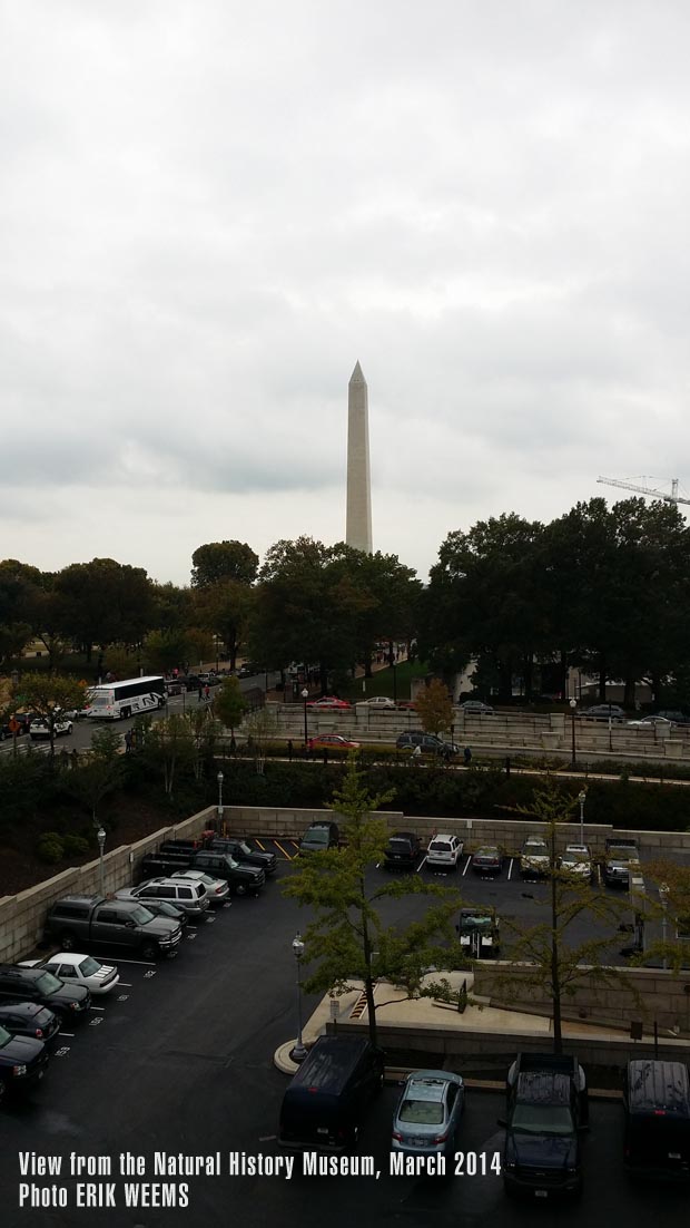 View of the Washington Monument from the Natural History Museum 2014