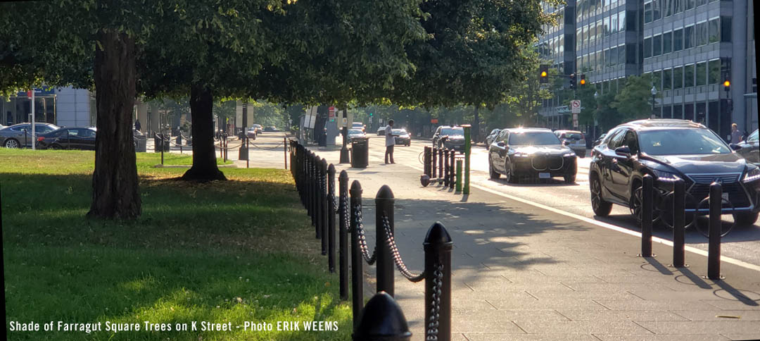 Shade of Farragut Park Trees along K Street NW