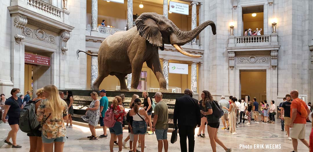 The elephant in the main hall at the Natural History Museum