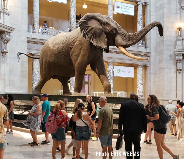 The elephant at the Natural History Museum