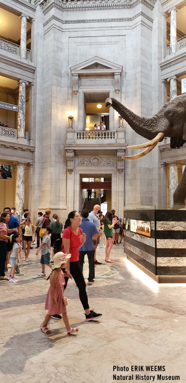 The lobby hall of the Natural History Museum