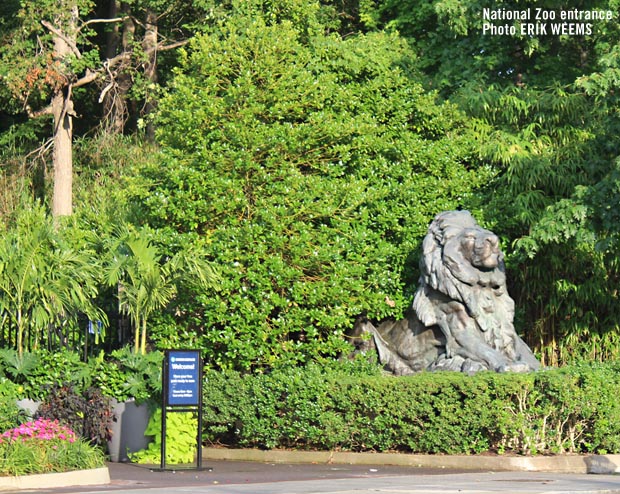 Lion statue at the National Zoo entrance