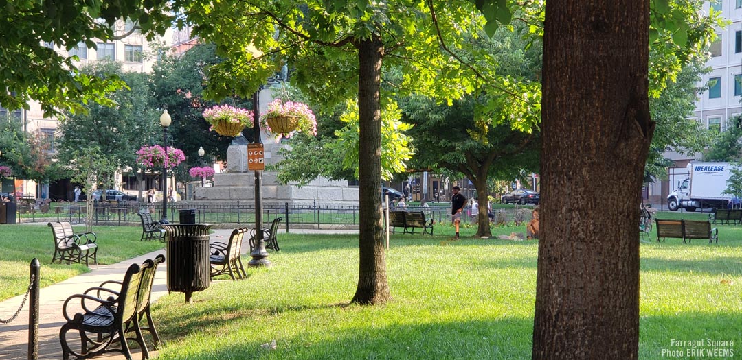 The green Trees in Farragut Square Park