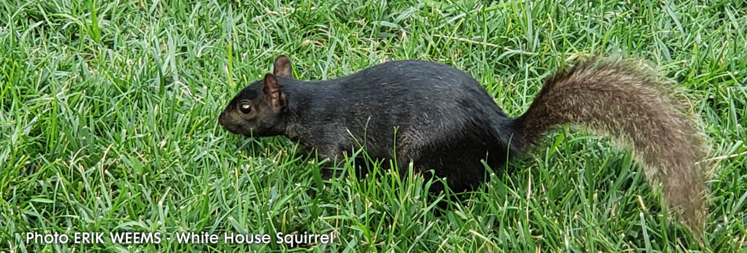 White House black squirrel Lafayette Park