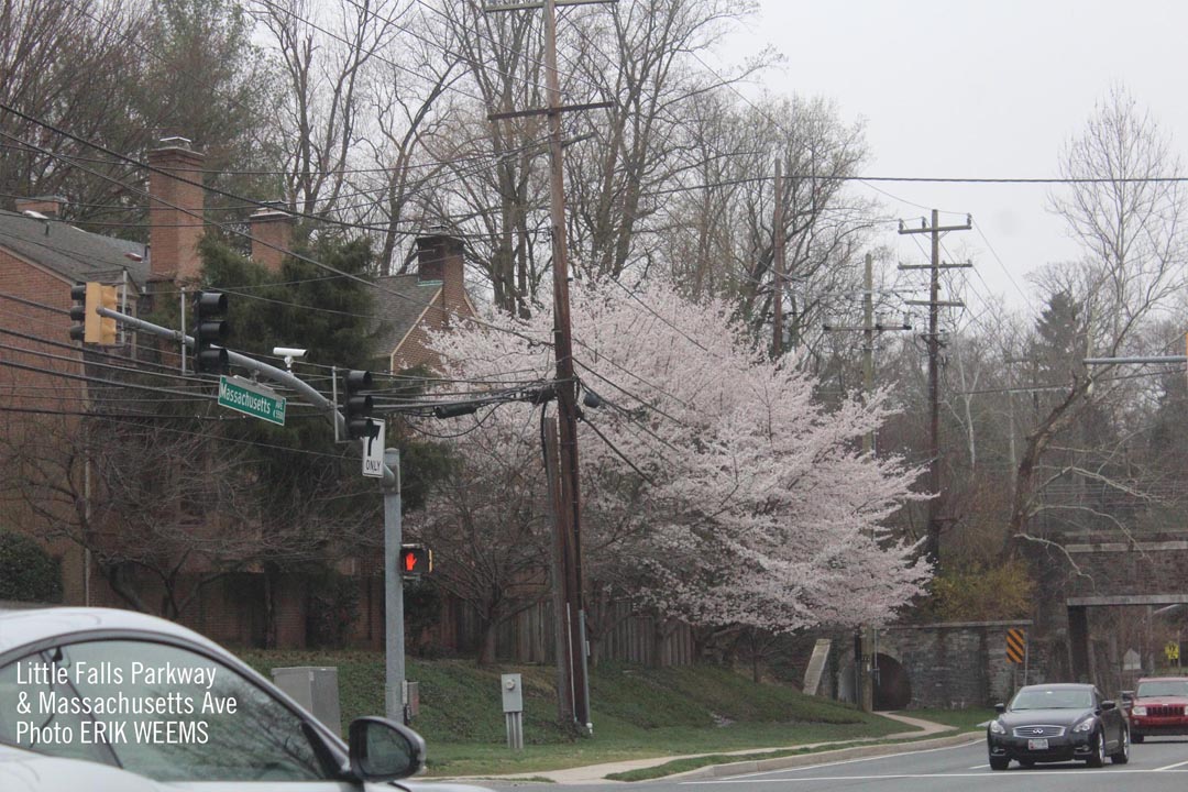 Spring Blooms on Massachusetts