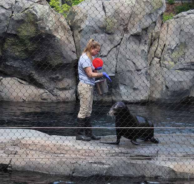 Keeper with Seal at National Zoo