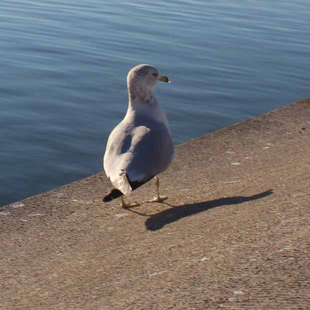 Washington DC Seagulls