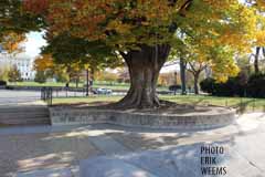 DC Congress Autumnal Tree - Fall
