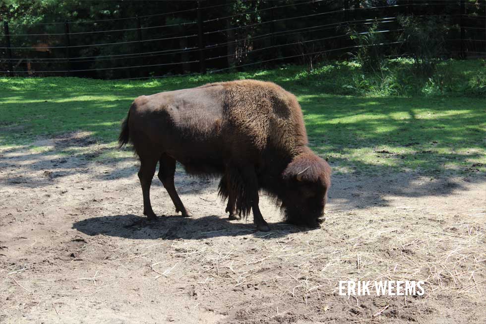 American Bison - National Zoo Washington DC Erik Weems