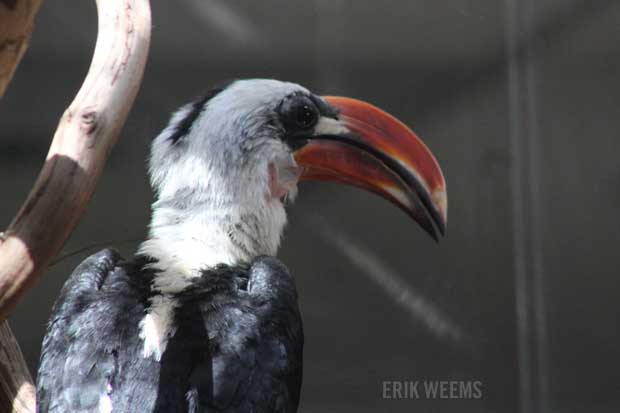 Hornbill Bird National Zoo