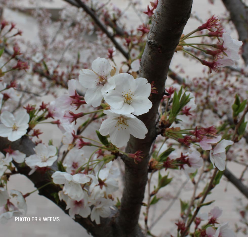 Blooms on Cherry Tree Washington DC