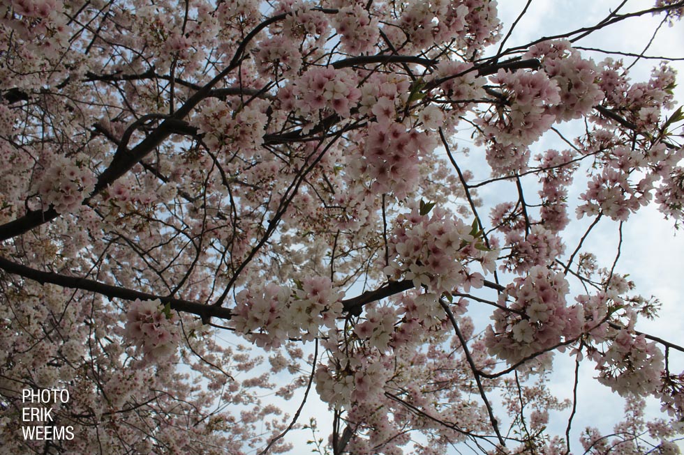 Cherry Tree blooms Washington DC