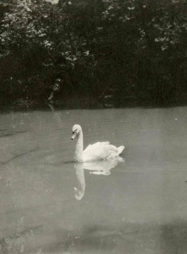 Swan on waters Rock Creek
