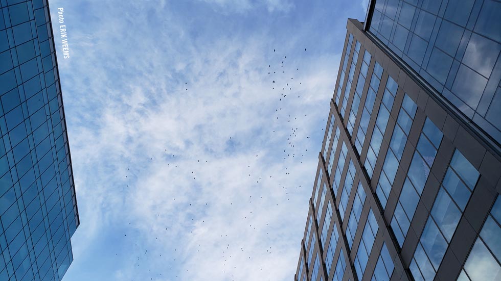 Birds flock over Washington DC between buildings