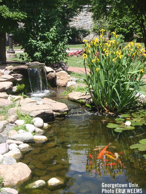 Koi Gold Fish Georgetown Pond