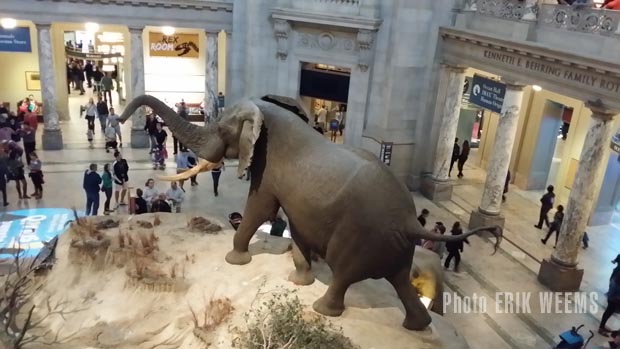 The giant Elephant at Natural History Museum in DC