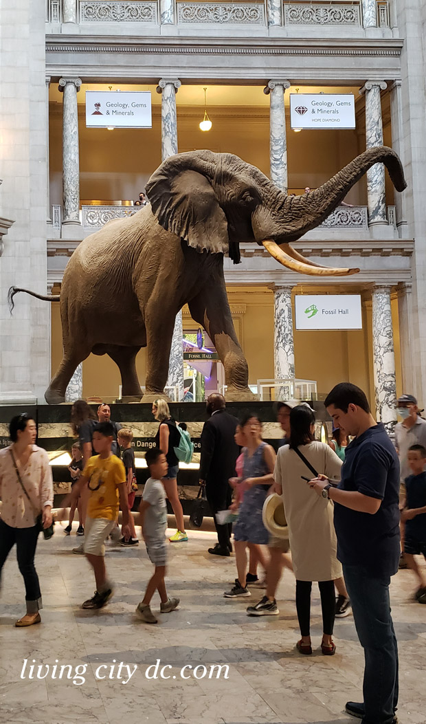 Giant elephant inside the Natural History Museum in Washington DC