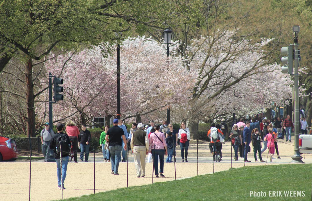 Cherry Blossoms Washington DC National Mall