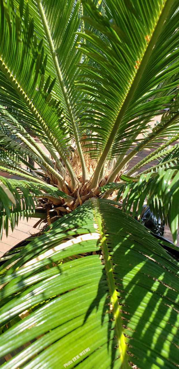 Palm at the Enid A. Haupt Garden at the Smithsonian Castle