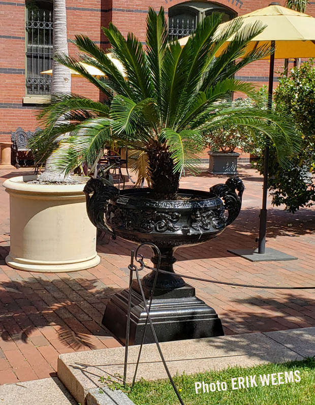 Palm in large outside vase lifted above ground at the Enid Haupt Garden at the Smithsonian Castle