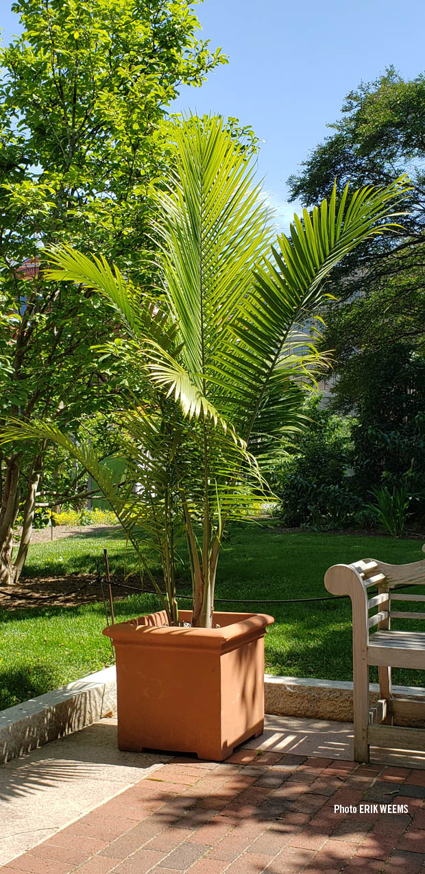Potted palm at the  Enid Haupt Garden