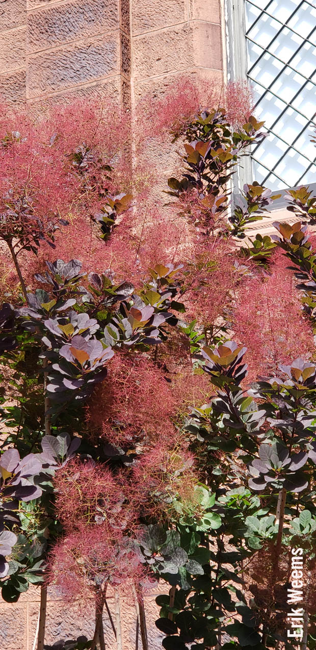 Reddish Plant Enid Haupt Garden